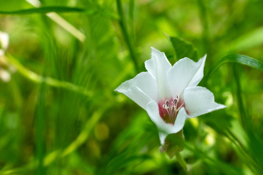 green, flower, nature